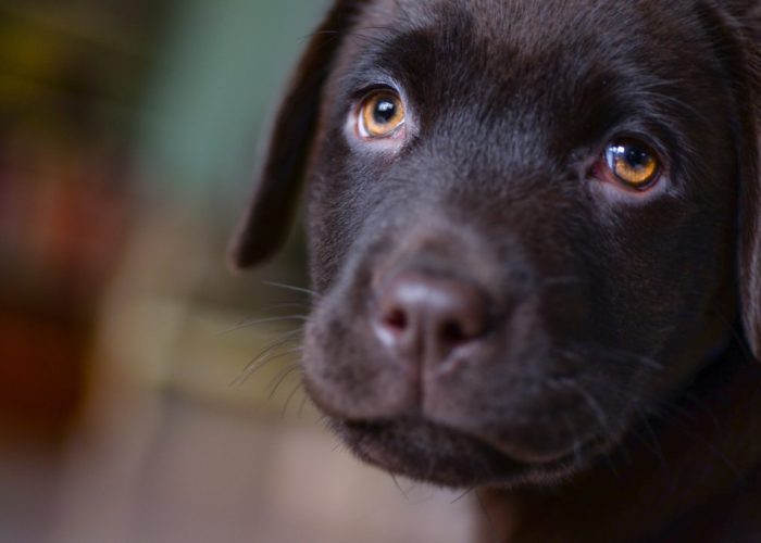 adorable-animal-blur-407082
